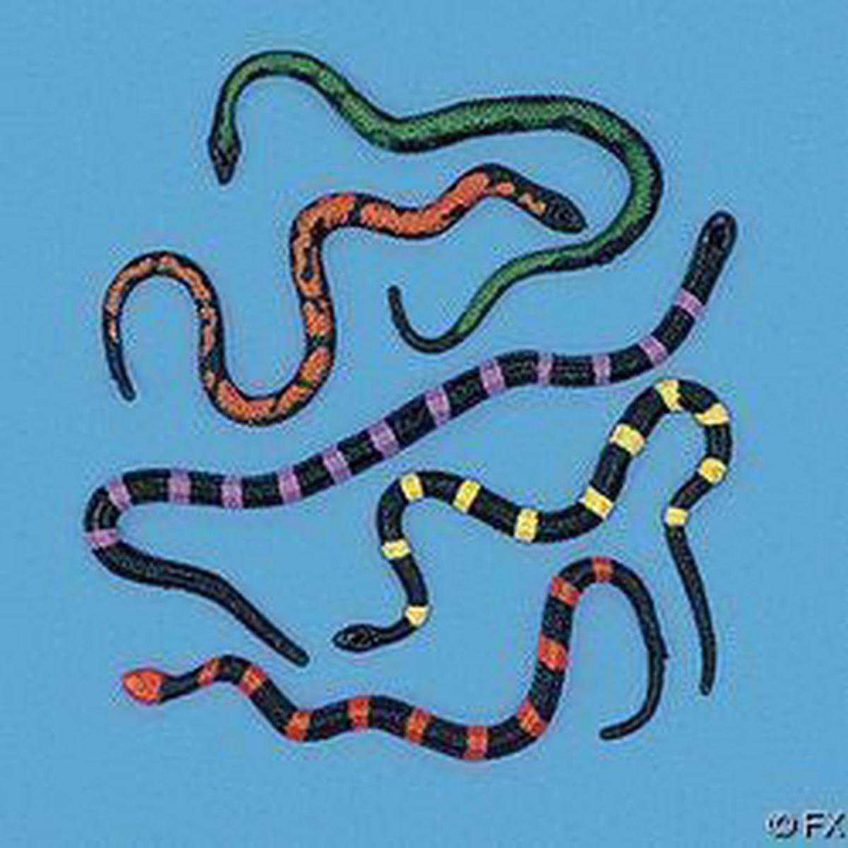 Stretch Toy Snakes, 8″ | 12 ct