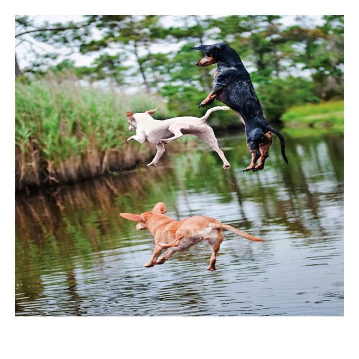 3 Jumping Dogs Birthday Card
